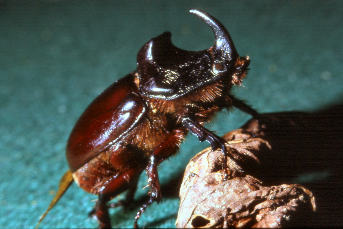 Femmina di scarabeo rinoceronte